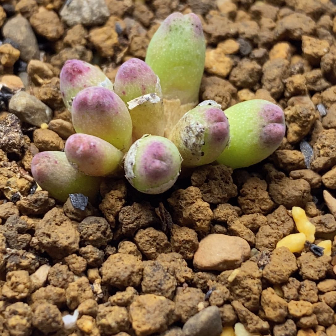 草莓斑马草莓斑马