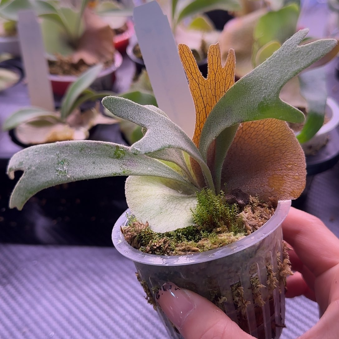 爪哇v鹿角蕨孢子苗