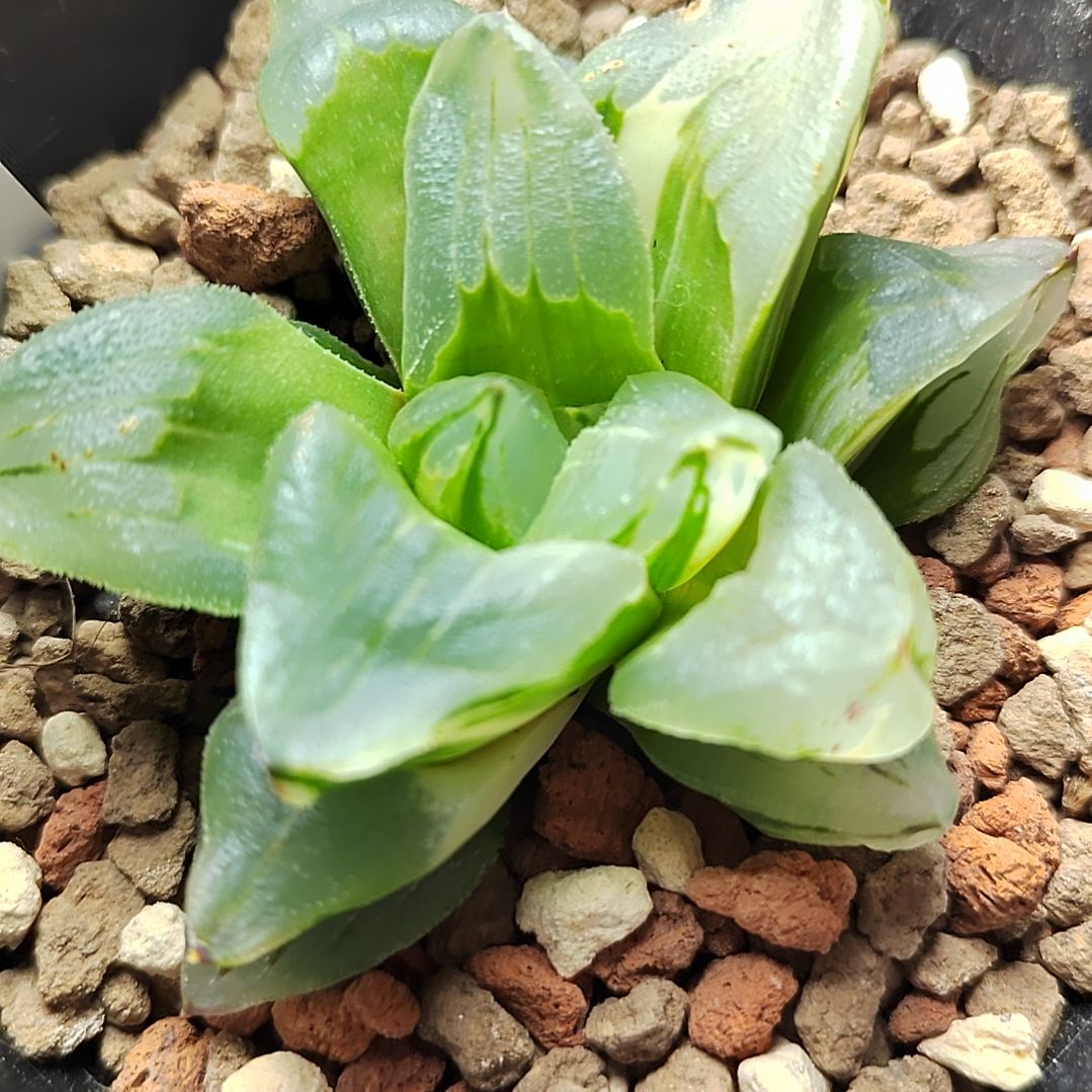 冰城锦 6厘米左右一物一拍带盆