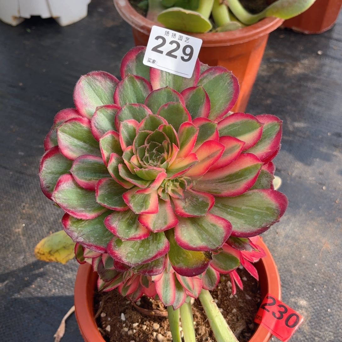 12345 229多肉法师