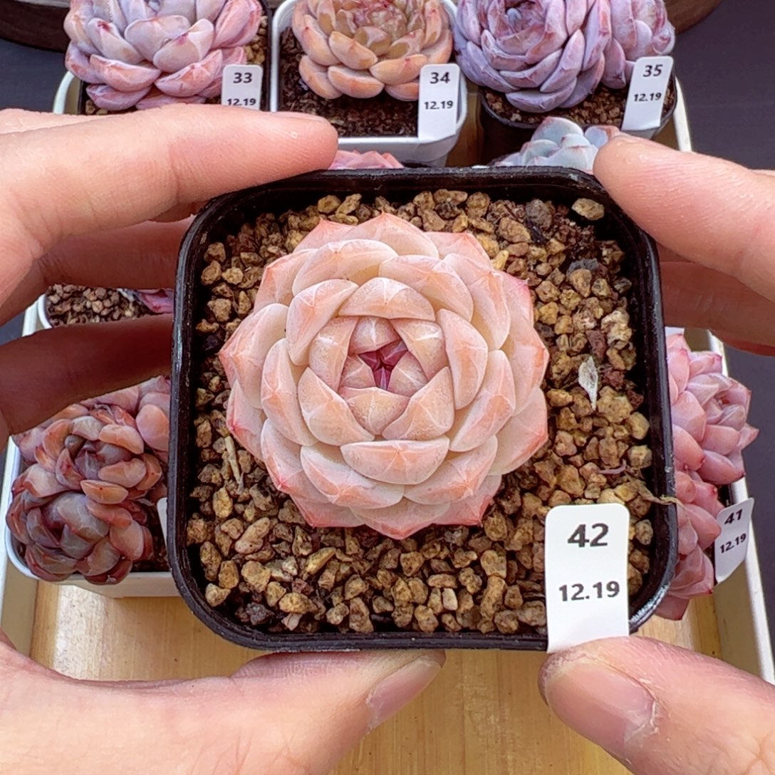 好好看42、哈哈哈哈