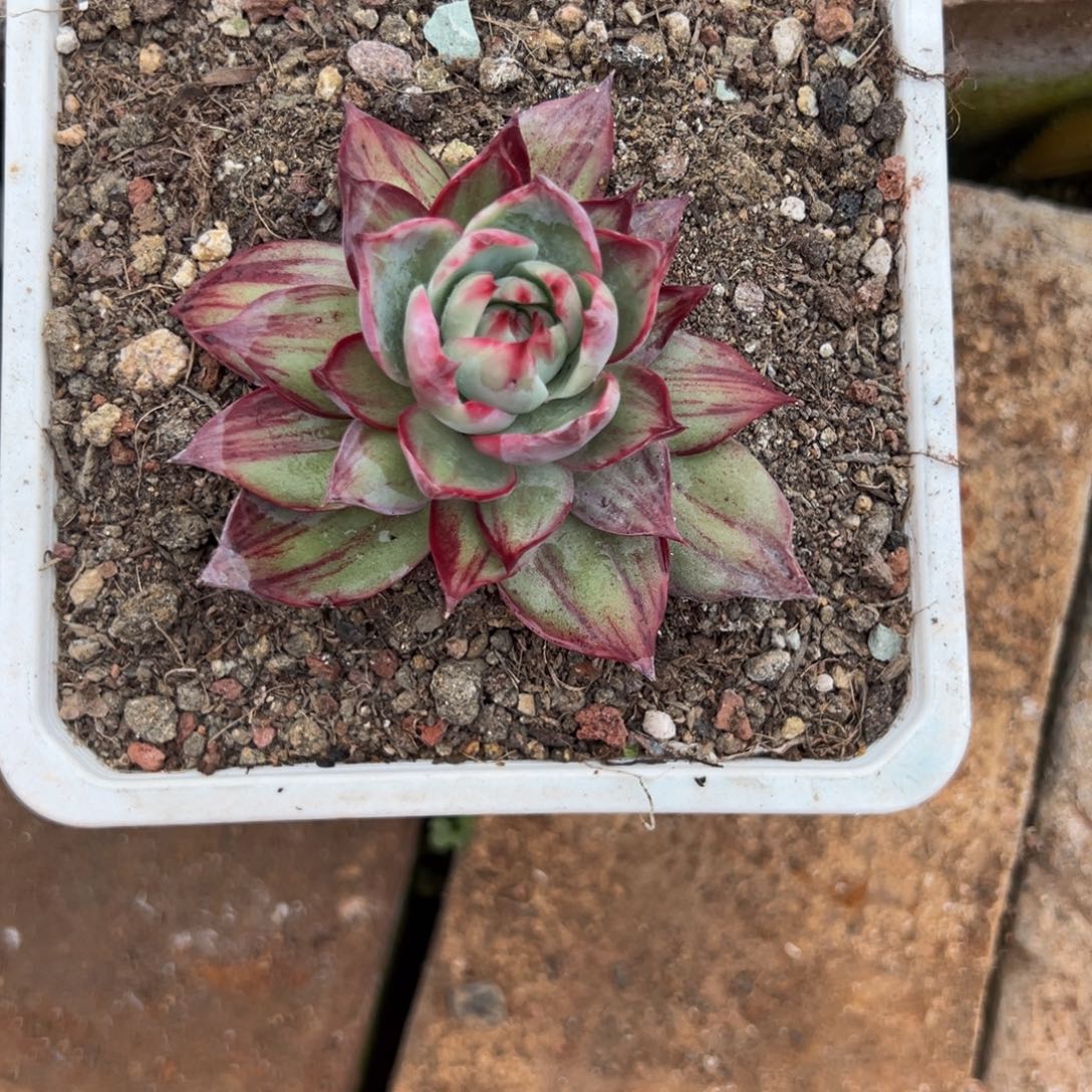 惊鸿仙子多肉植物