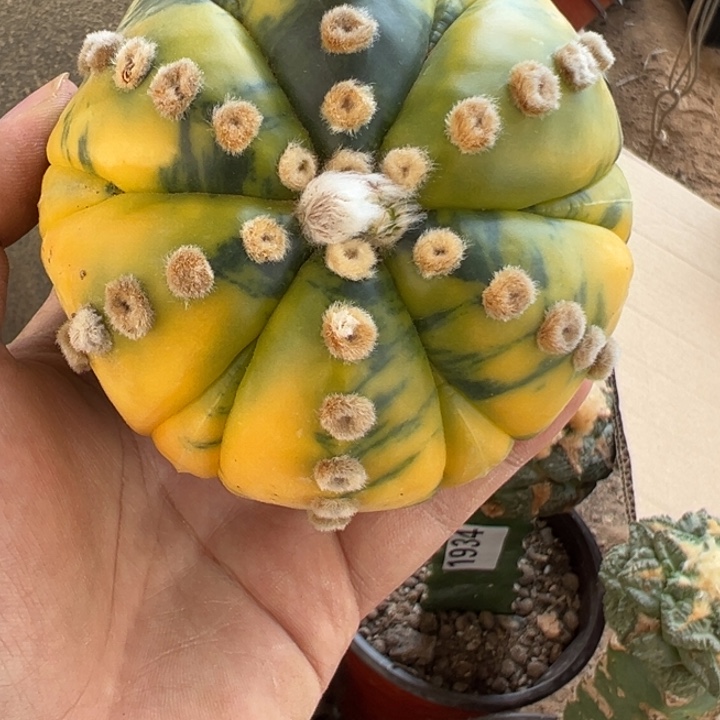 大尤连心复楞兜锦仙人球2057号9.5