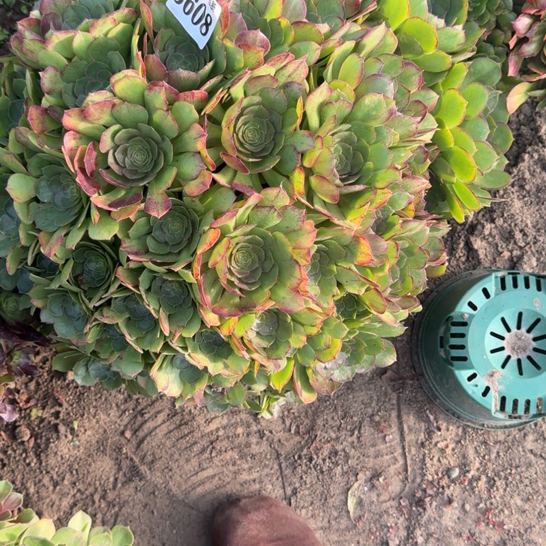 法师万圣节17-6 3608