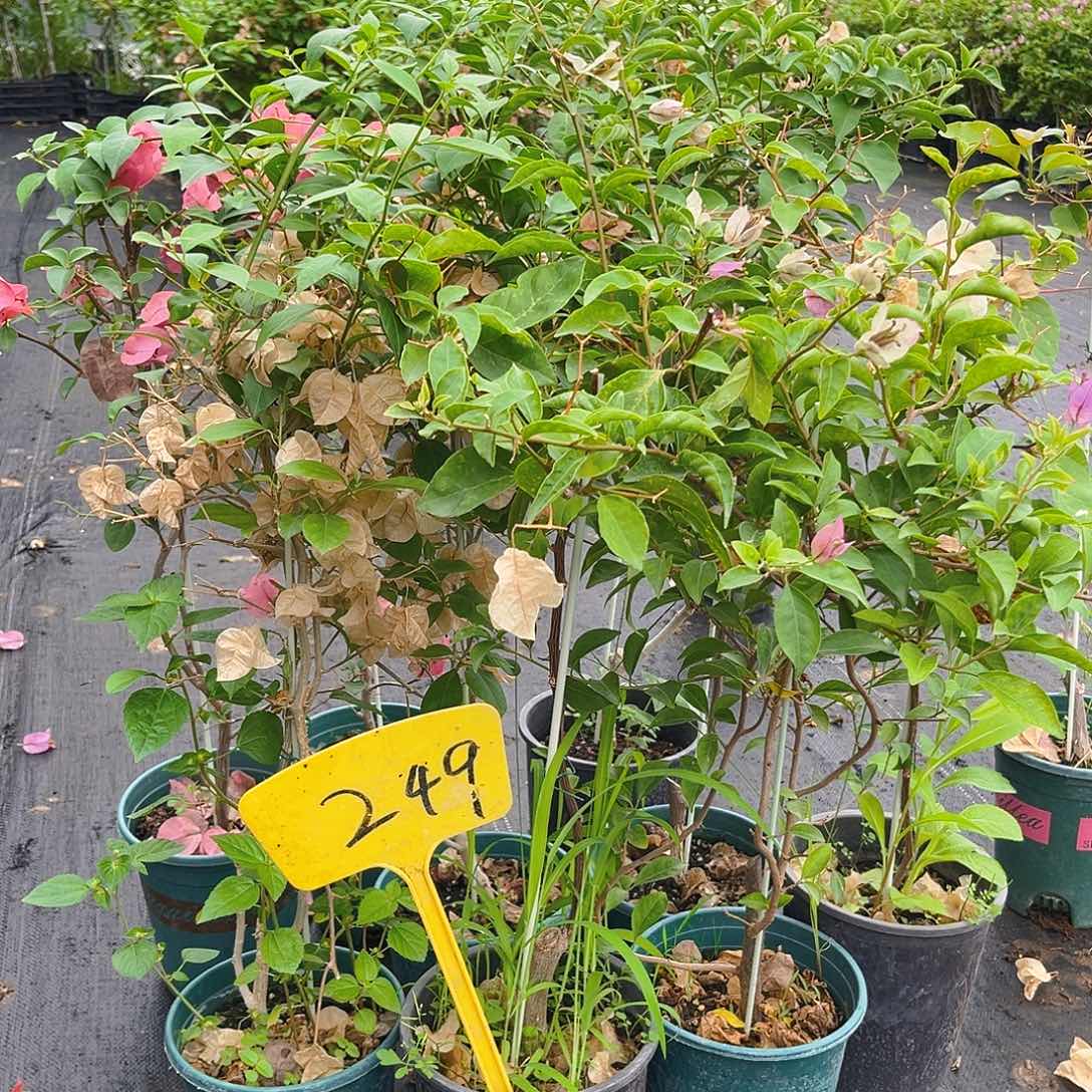 大部分花苞少量开放249杂七杂八一颗，掉花