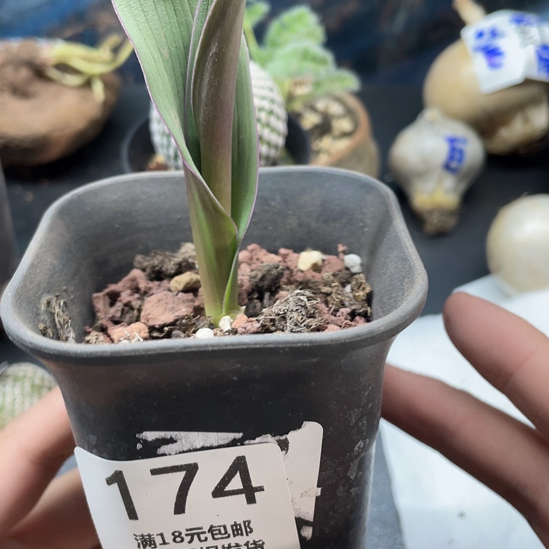 174红边立金花（满18