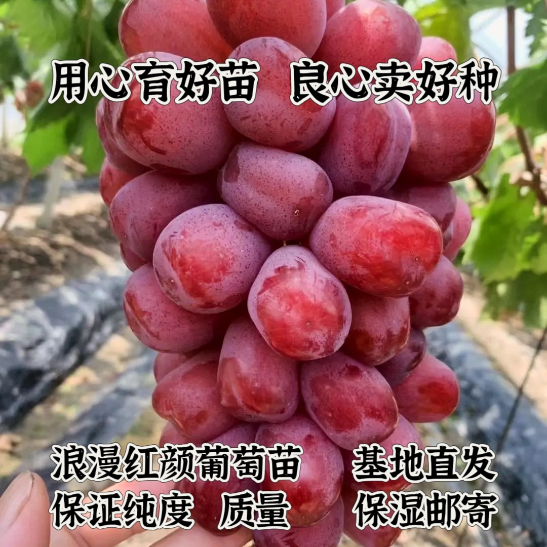 浪漫红颜嫁接葡萄苗  夏黑嫁接  中晚熟品种《满28元包邮》玉海苗木