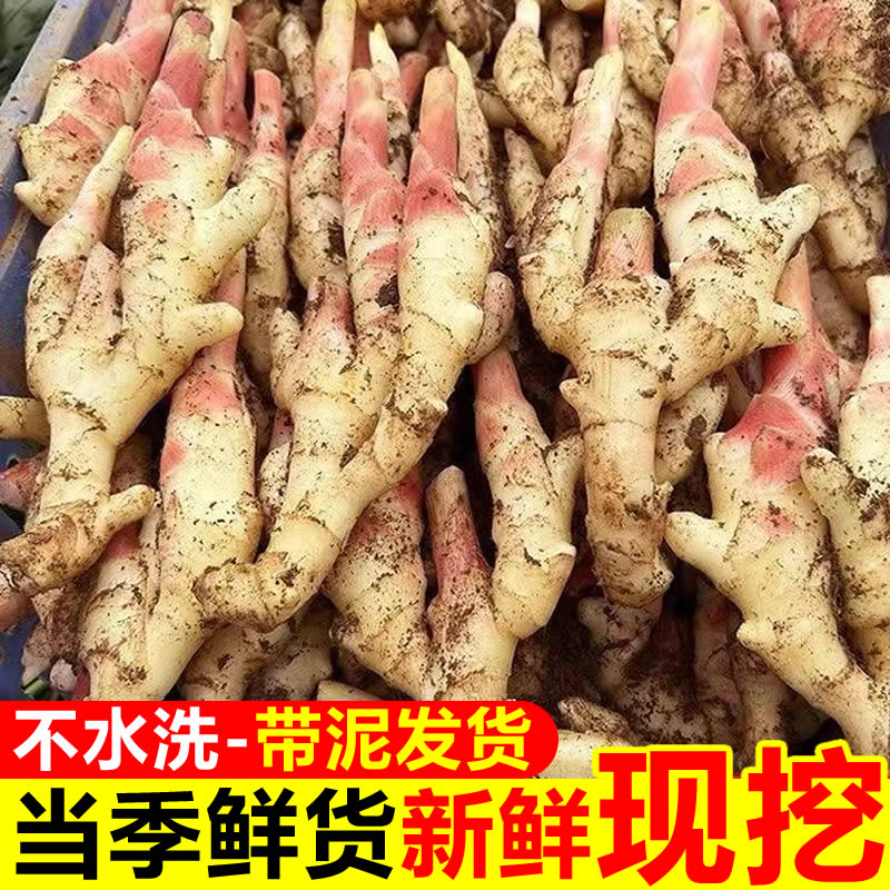 新鲜现挖山东红芽嫩姜可腌制泡姜的鲜嫩子姜仔姜生姜脆嫩