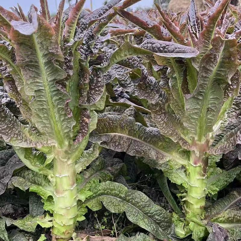 衡阳本地莴笋清甜爽口