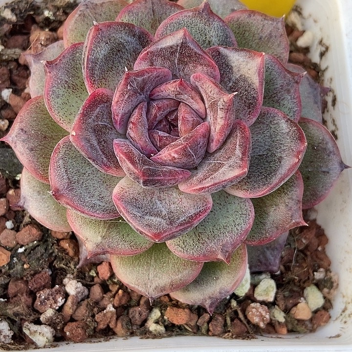 多肉植物黑色个特860
