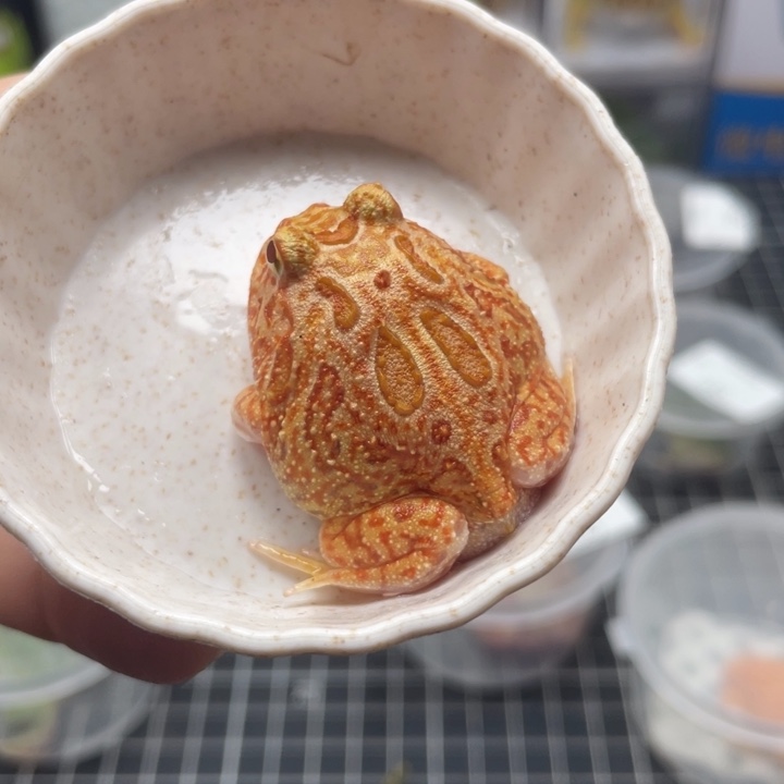 角蛙血丝南瓜034 