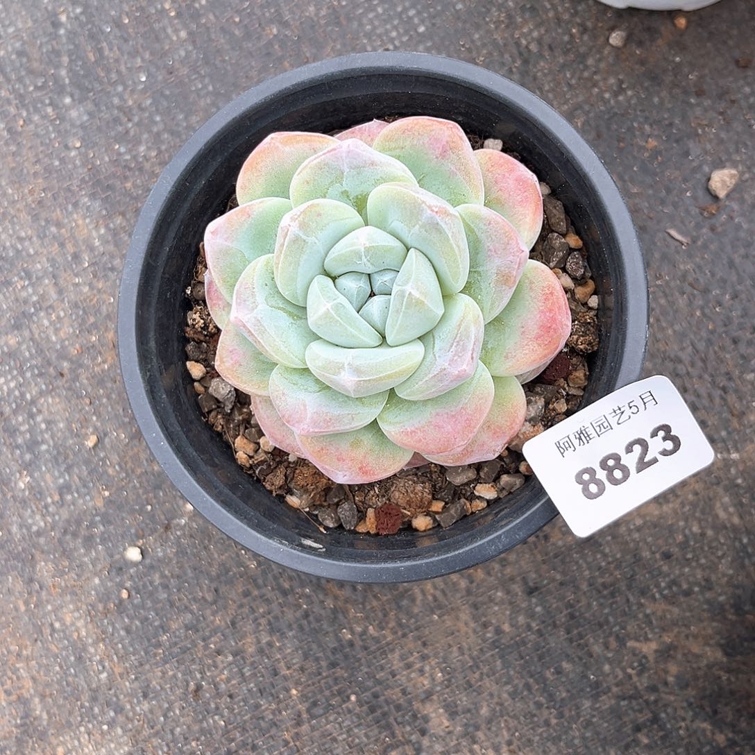 阿雅园艺。   8823