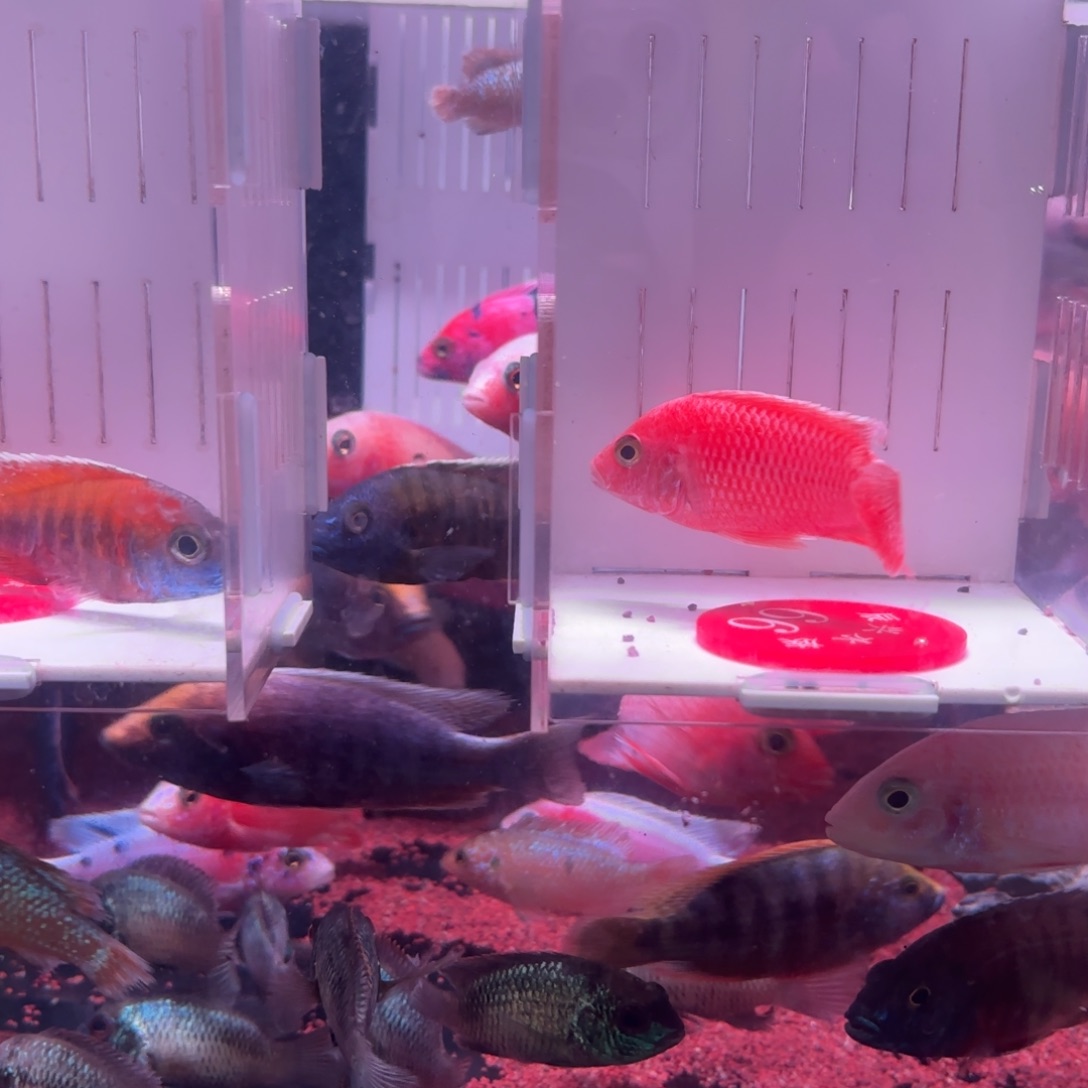 慈鲷鱼直播66号2条