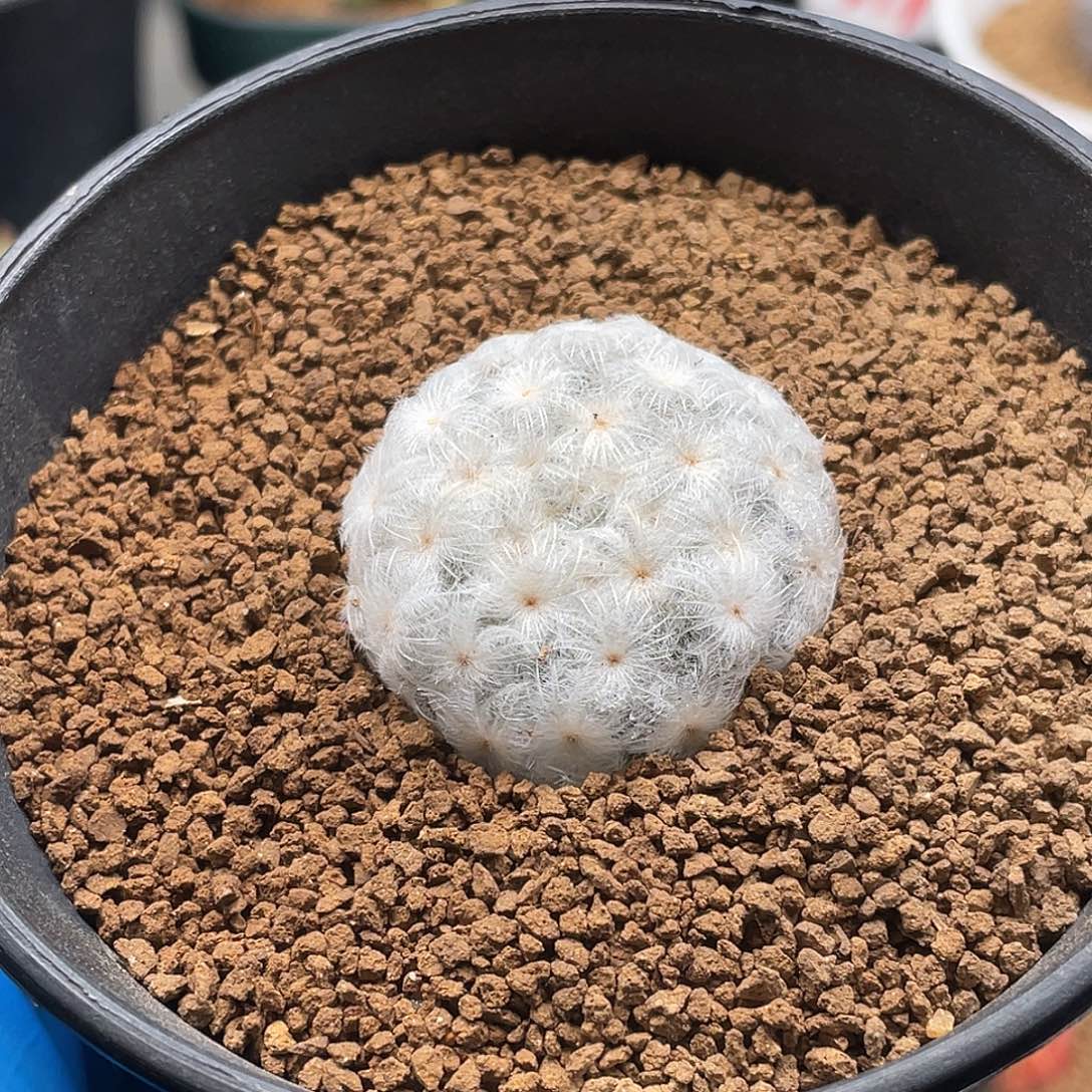 日系降落伞白星仙人球多肉