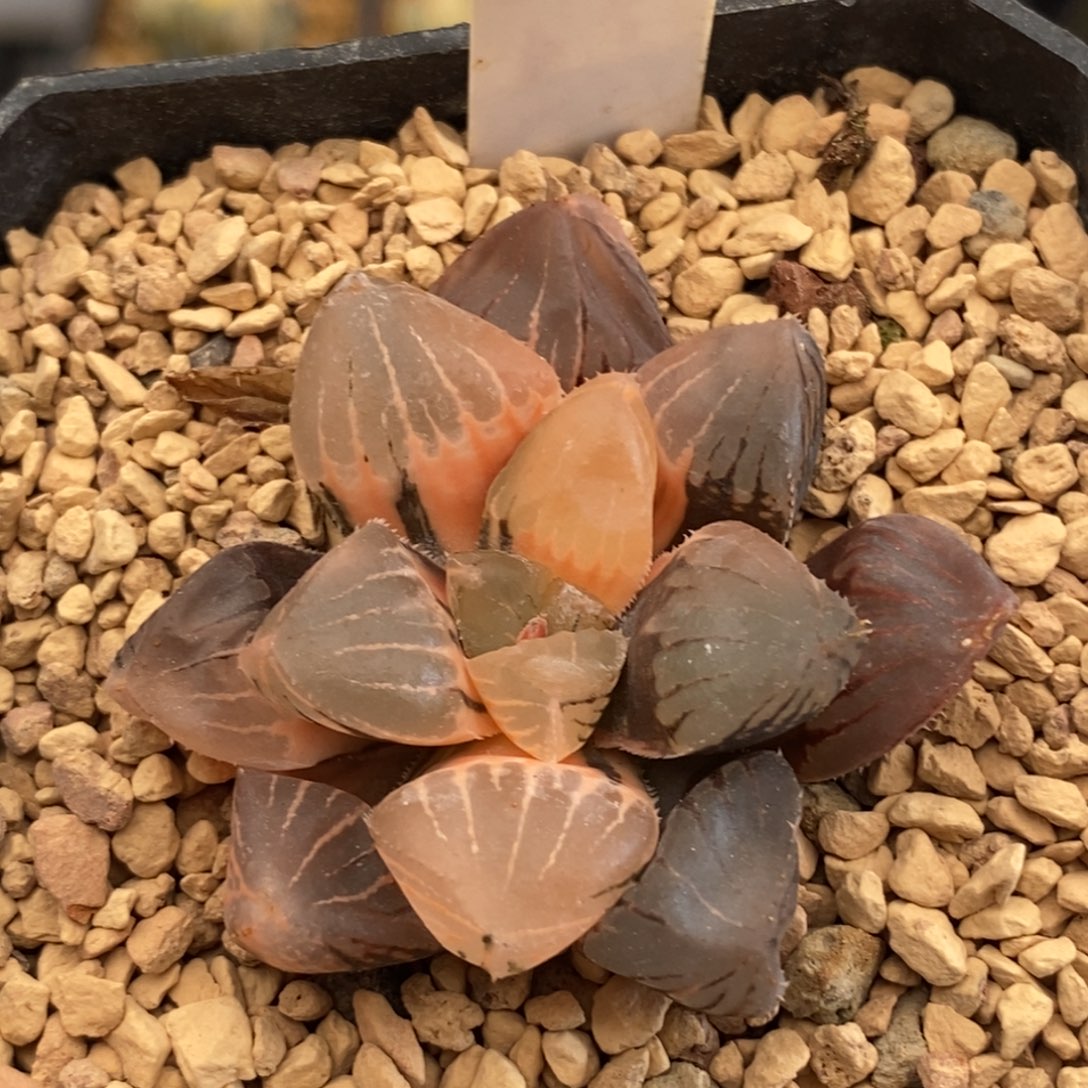 572糯玉露多肉植物