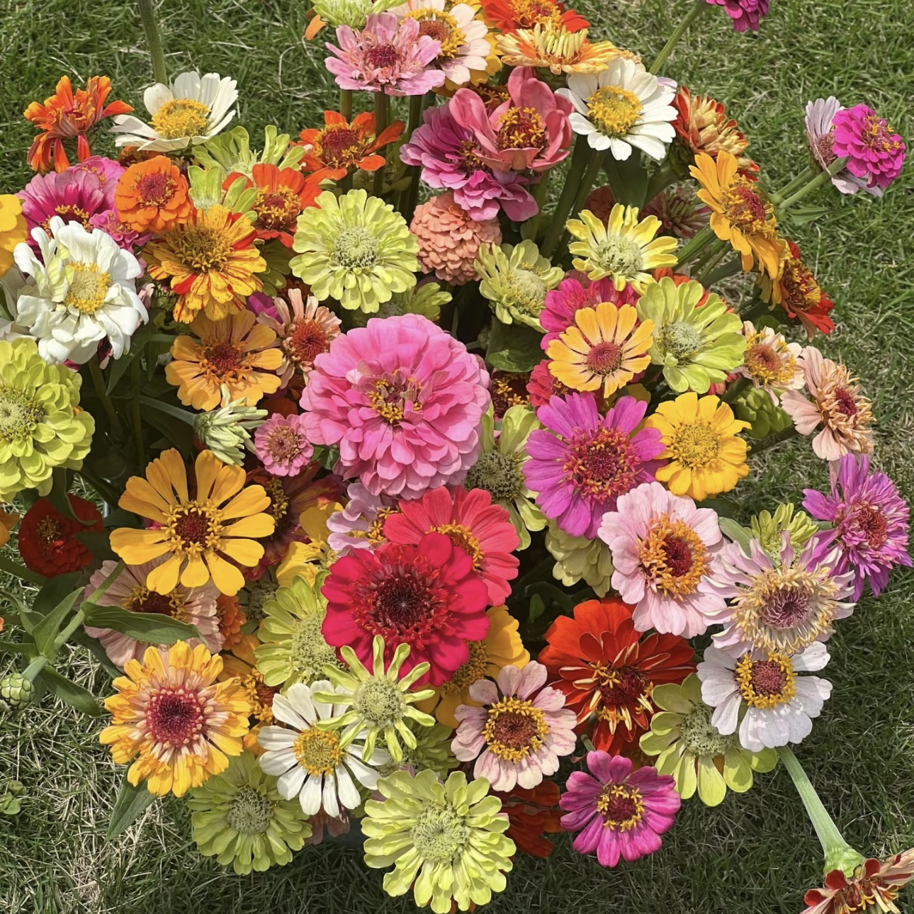 【鹅黄色!百日草】承包一整年的花海！阳台开花绿植盆栽