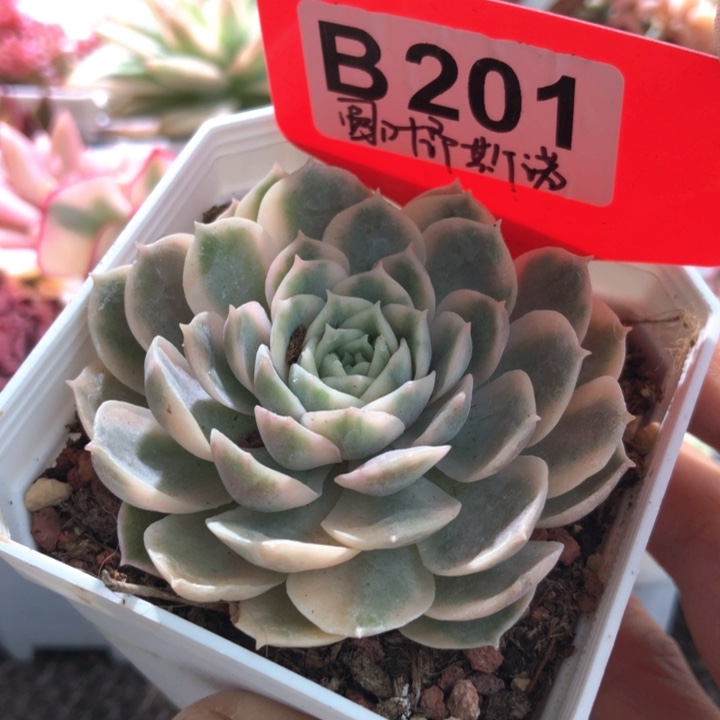 圆叶昂斯诺覆轮锦有根