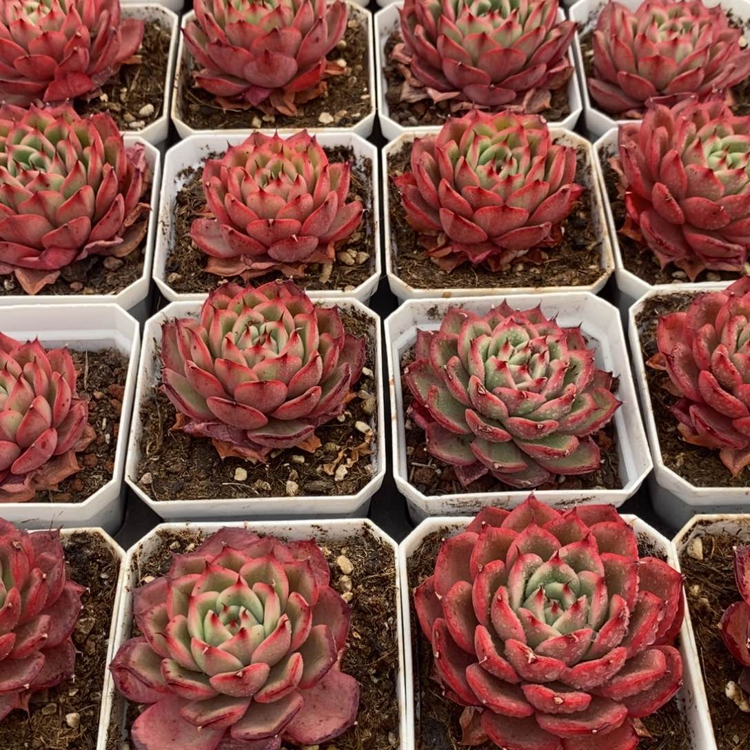 91。星巴克锦。单头。