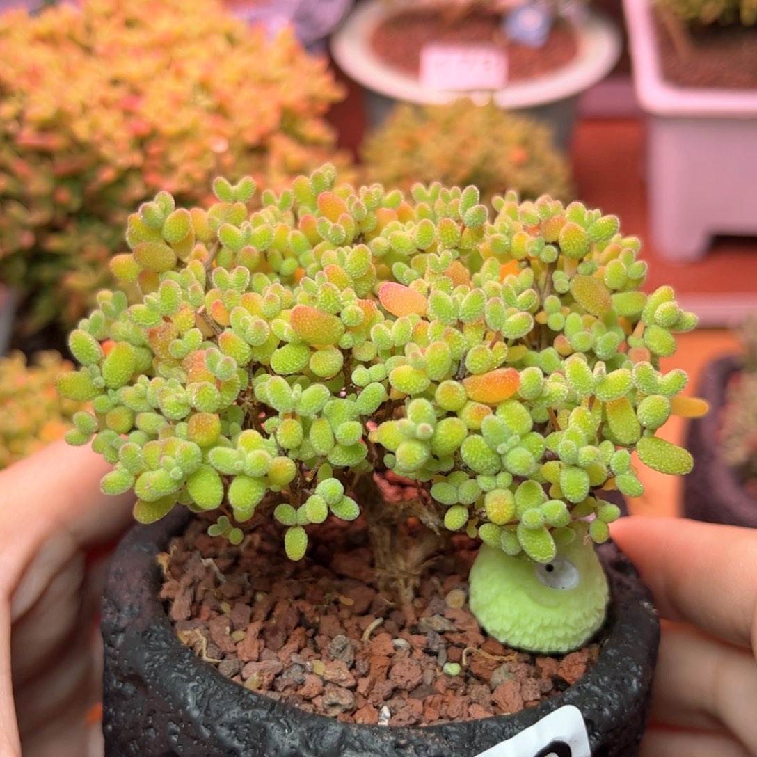 259金橘可爱多肉植物