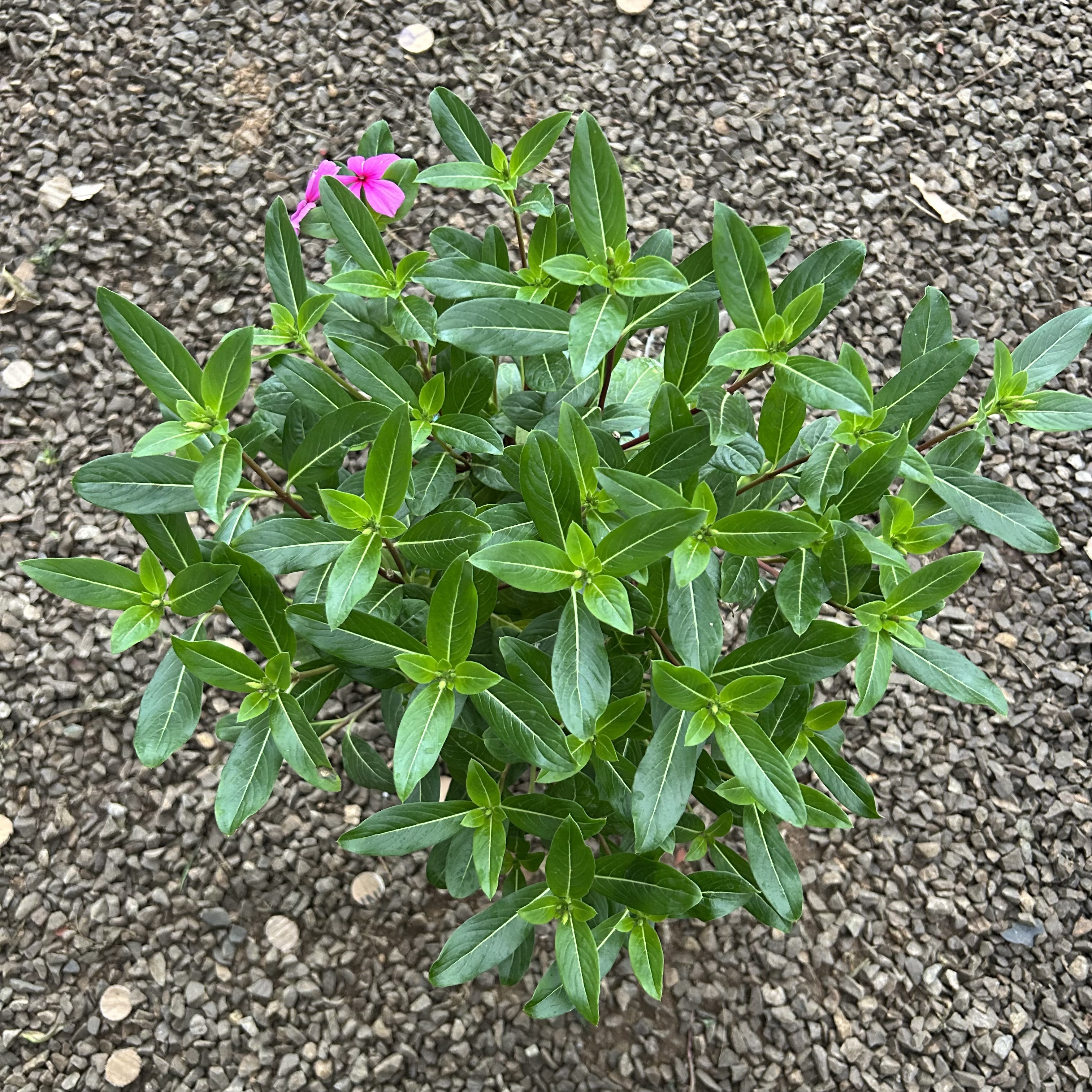 【灿朵花卉】木本天天开，一加仑盆粉色 ，盆坏不赔，新冒花苞