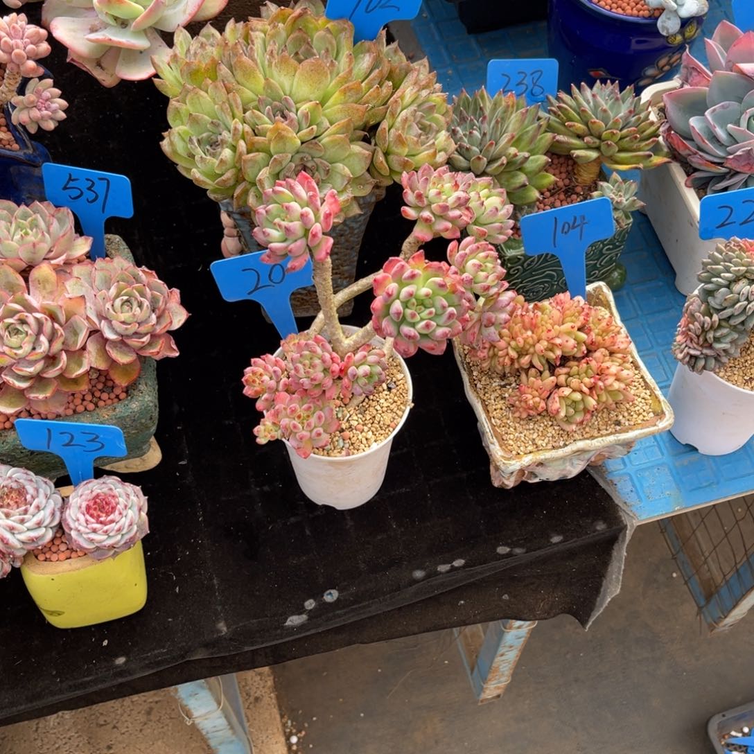 我**鱼0020蓝苹果多肉