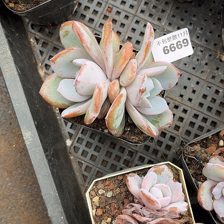 阿雅园艺。       6669奶茶