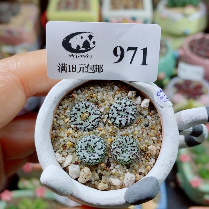 生石花花花花花花花971