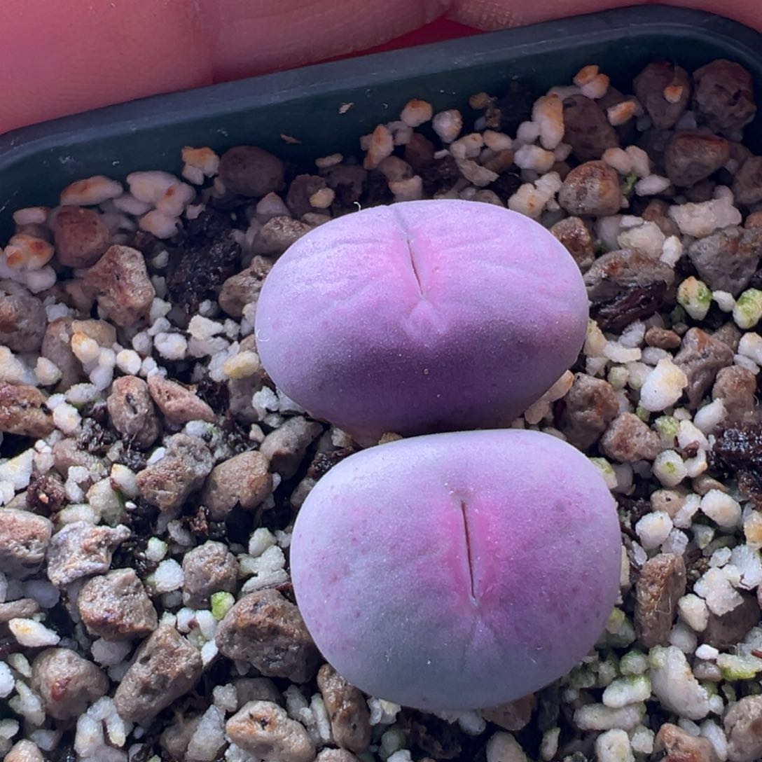 402。大型PV1014SUB红嘴