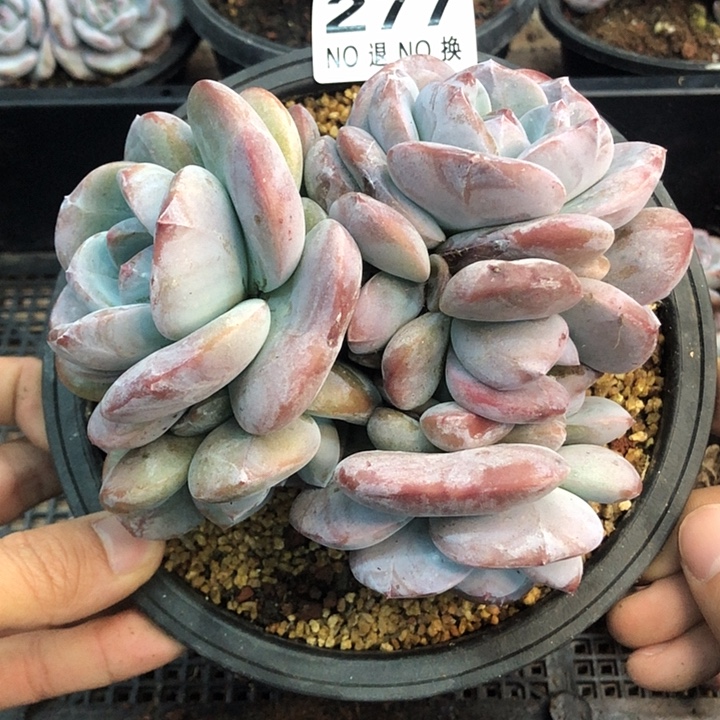 星影石榴籽福利出咯 277