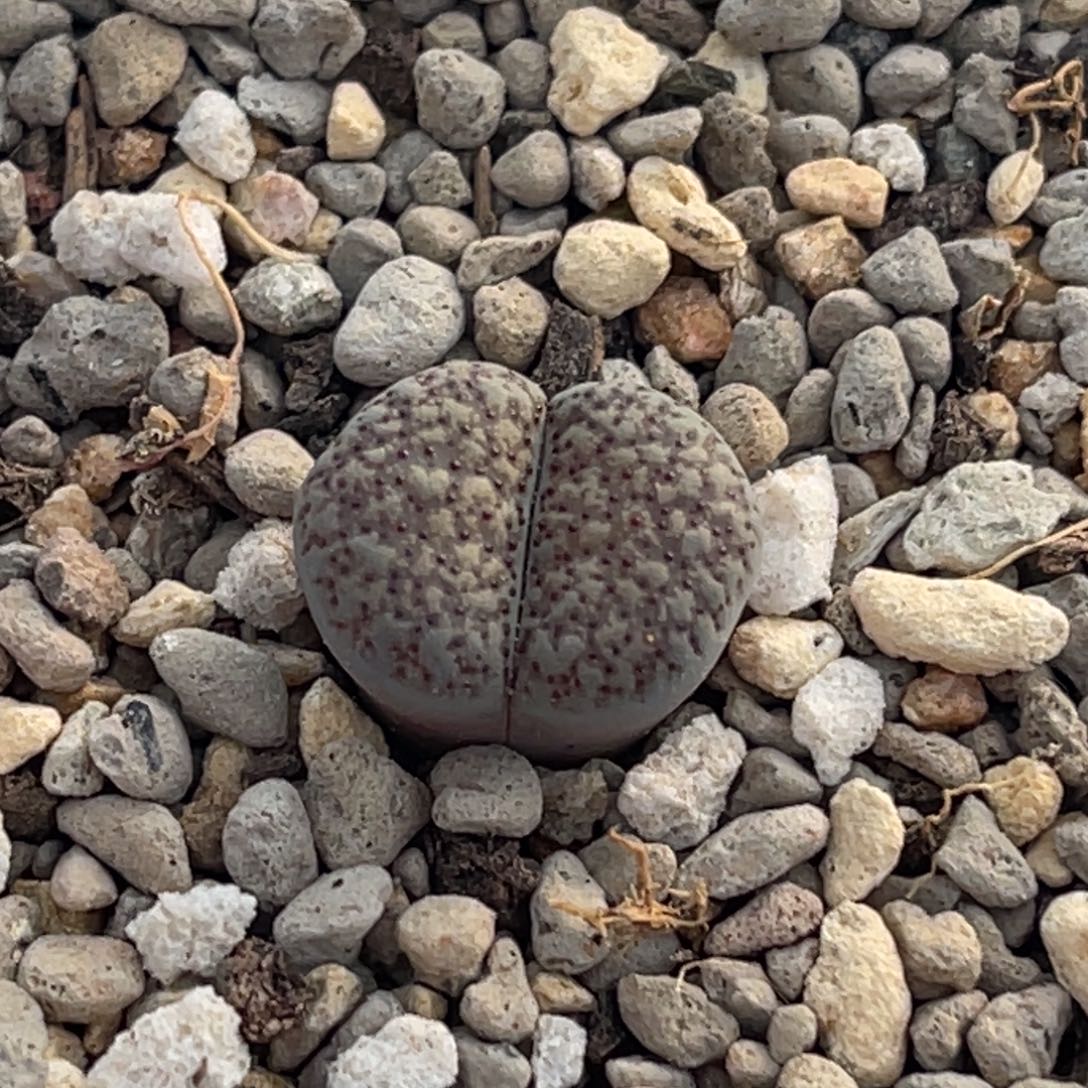 8814血点朝贡一颗 