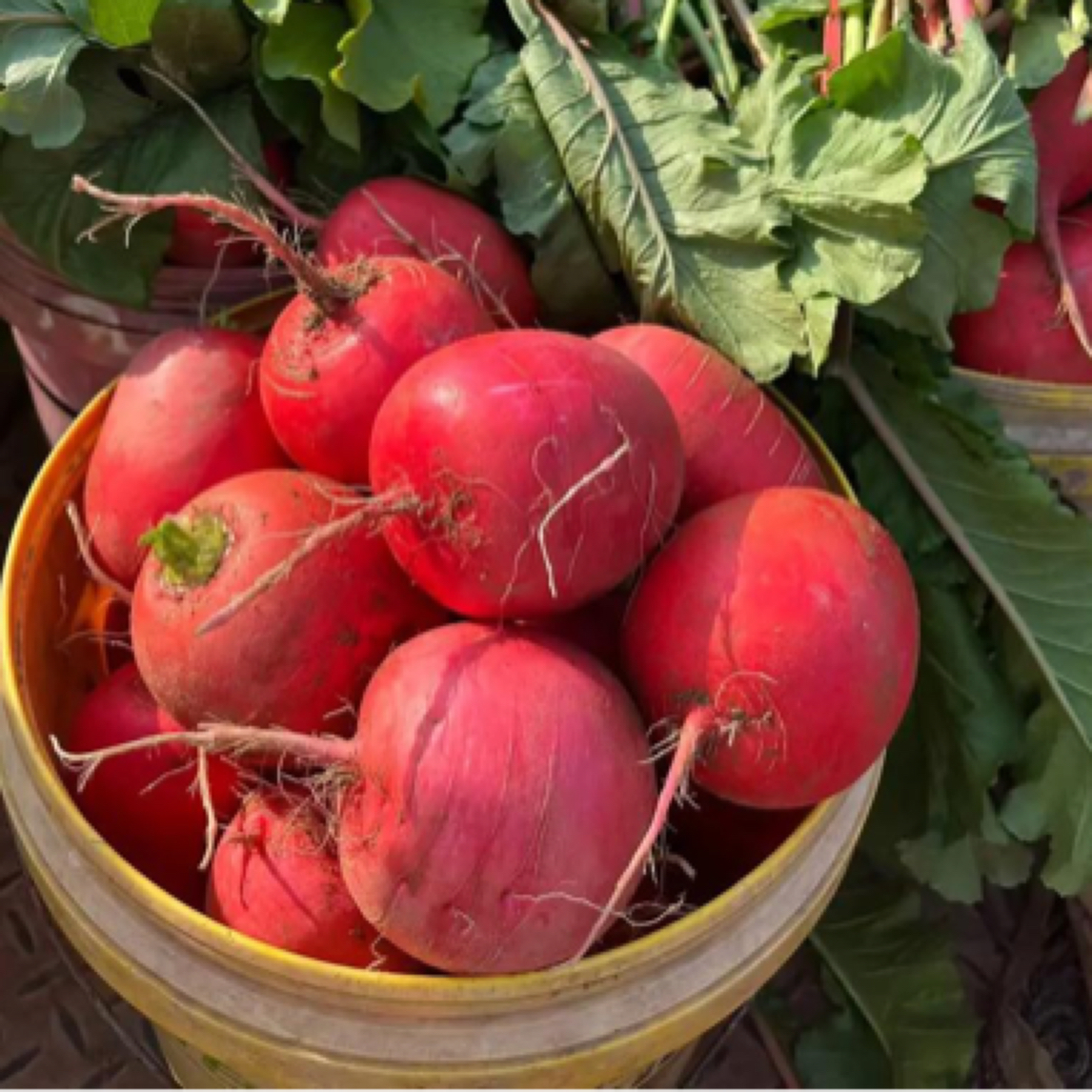 【5斤红灯笼萝卜】北京本地菜 现拔现发新鲜