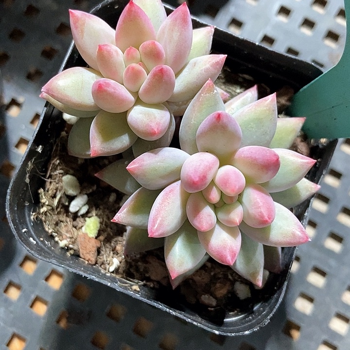 多肉植物10多肉多