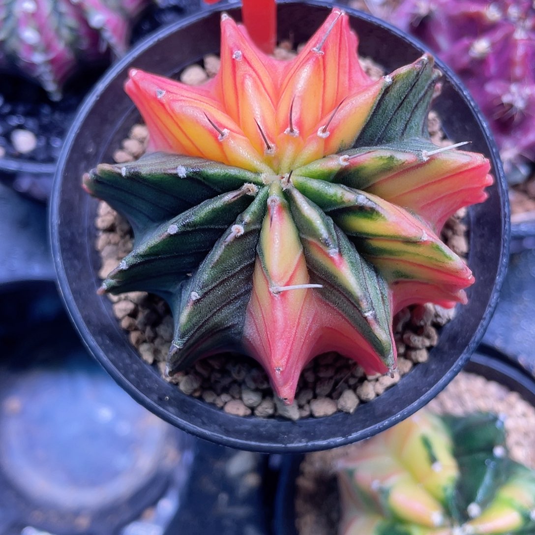 1-36肋骨锦5.4厘米