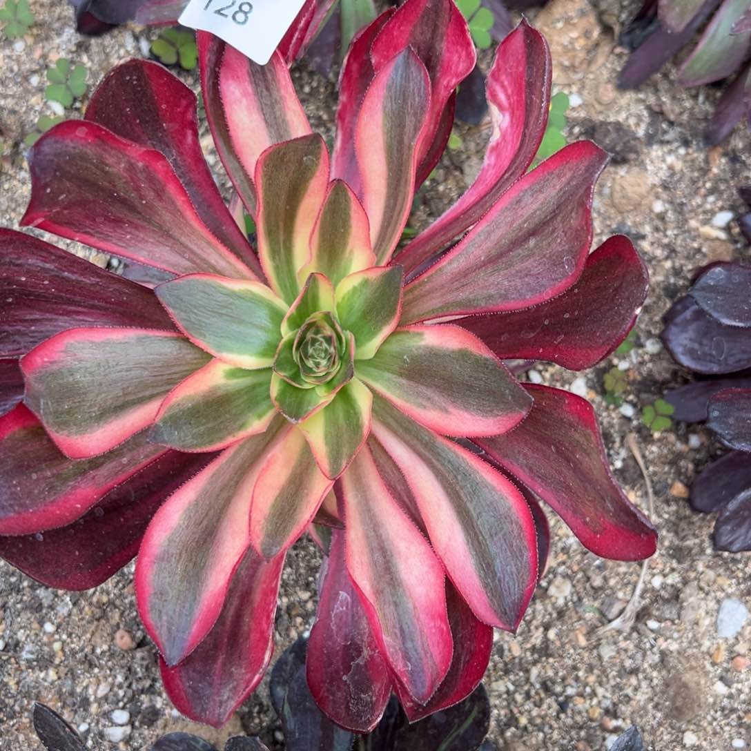 红魔女小手捧多肉植物128