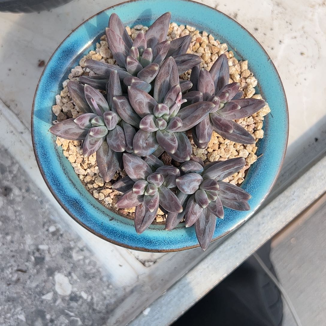 【闪购商品】乌拉群