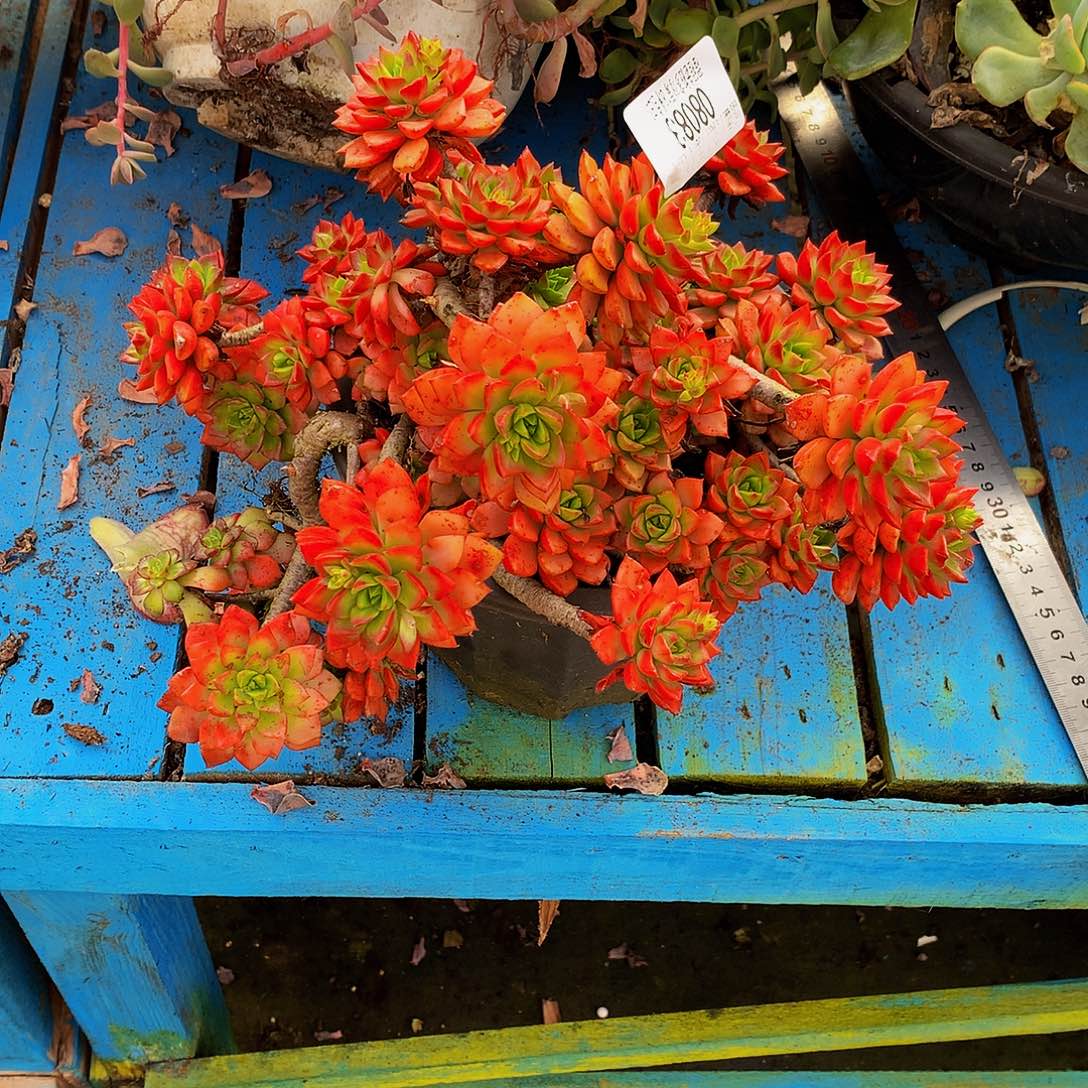 波****   迪亚玫瑰多肉08083