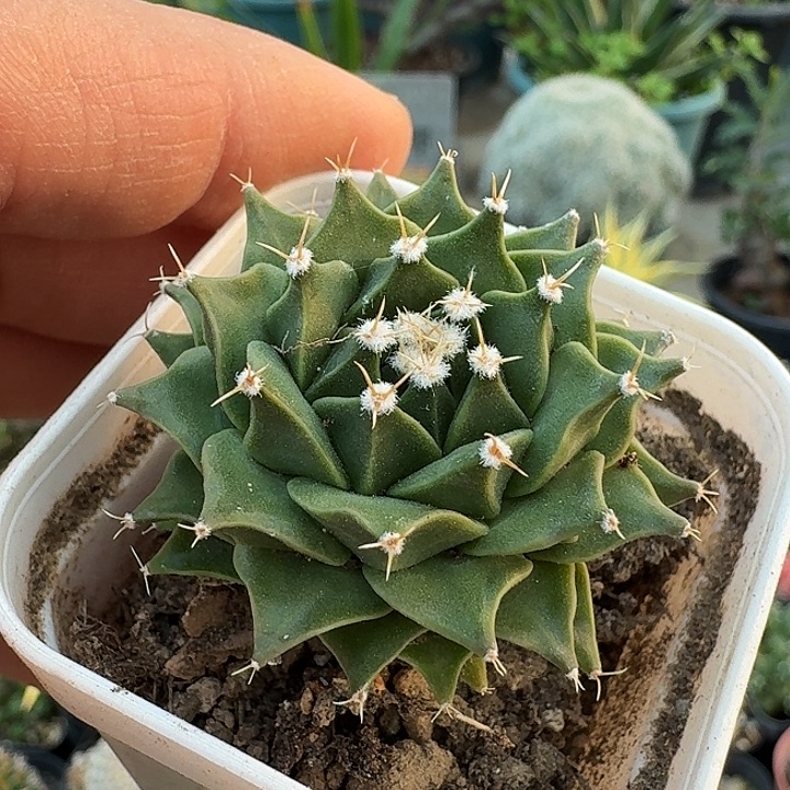 763帝冠脱土发货实生