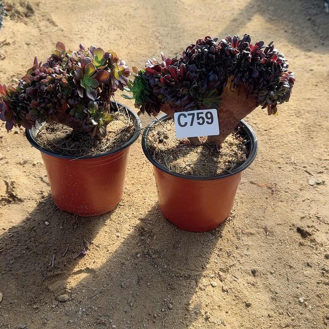 欢**家759欧紫玫瑰共2颗