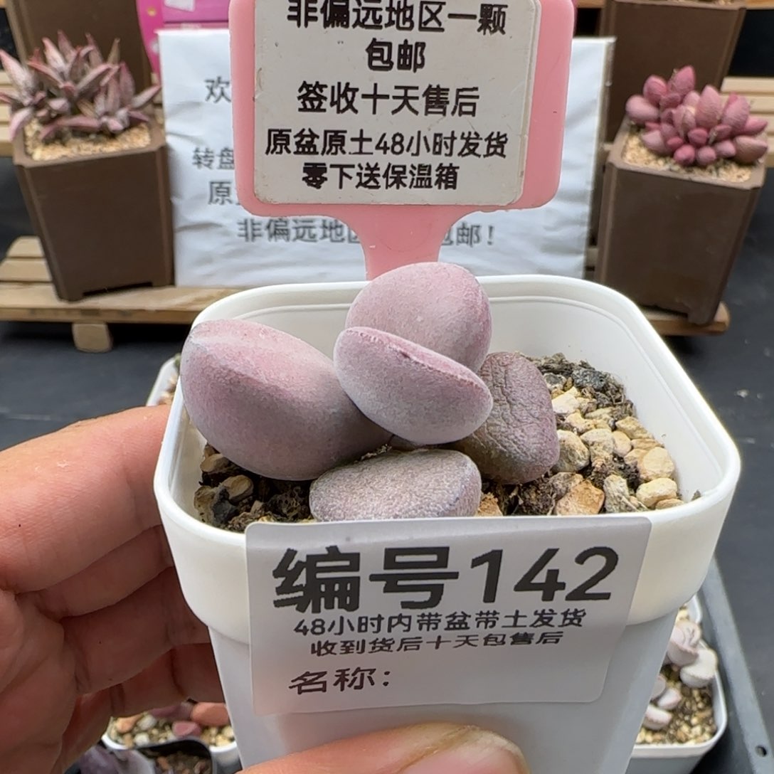 142球球紫蛋多肉植物