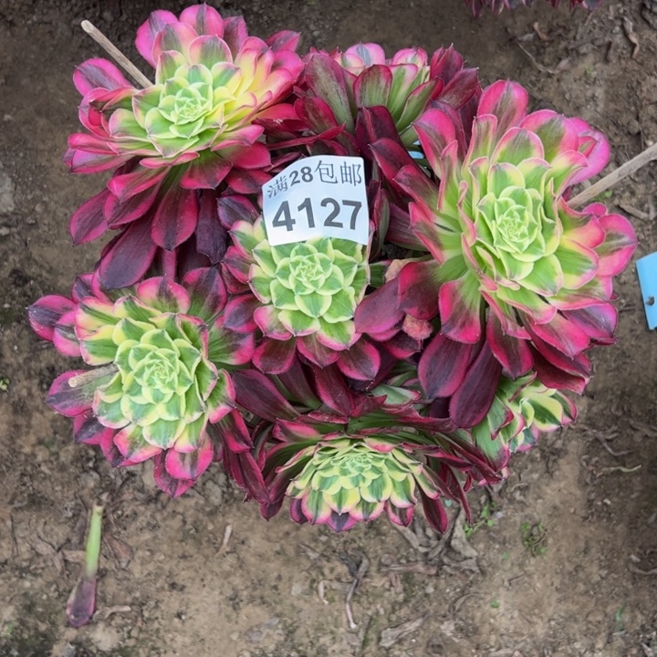 4127天和多肉植物