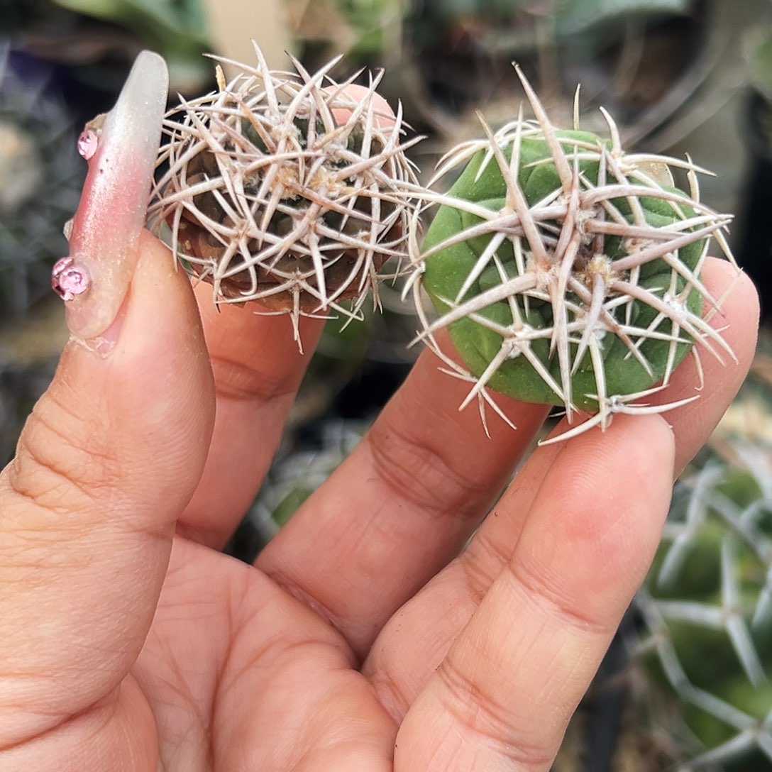 实生碧岩仙人球6666666666