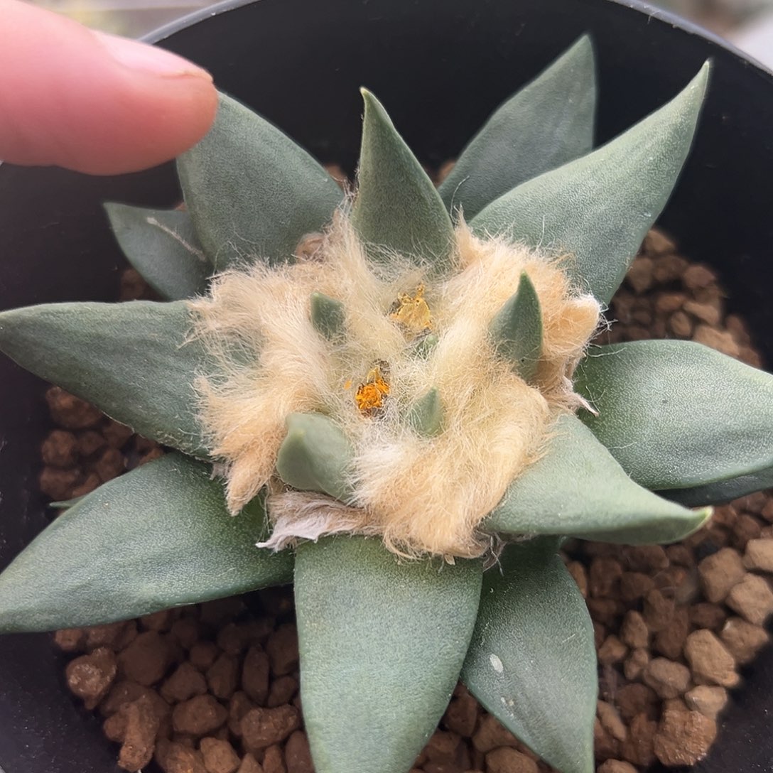 完全开放亚成株小龙牙g