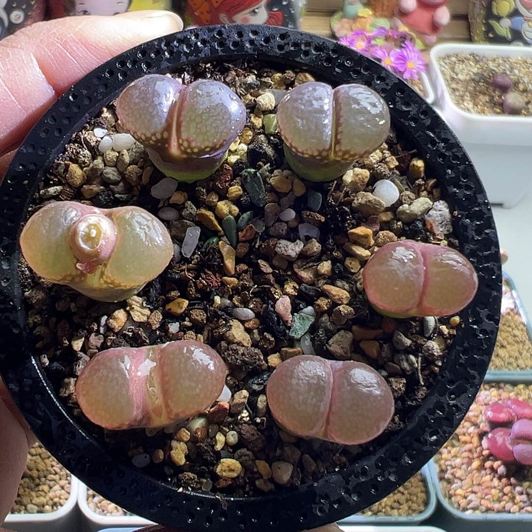 混播开花株。  6棵。      