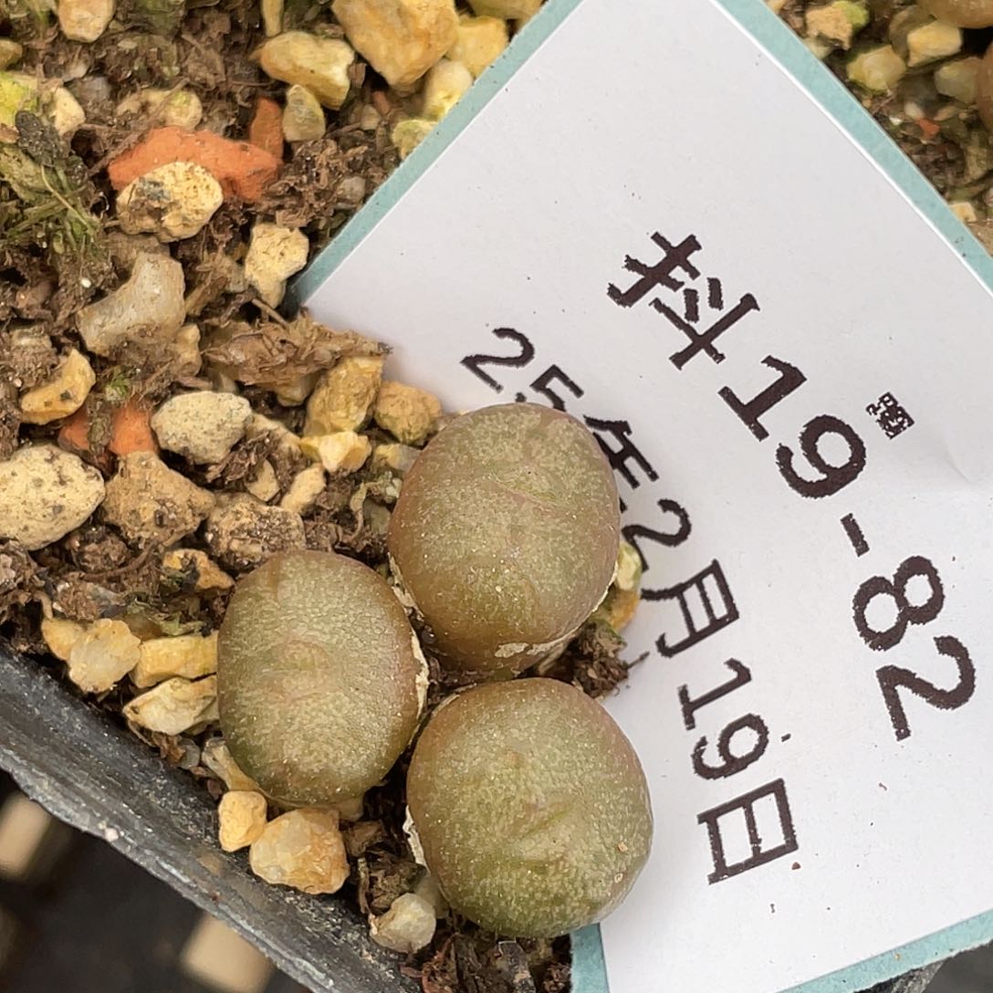 19-82丹空多肉植物