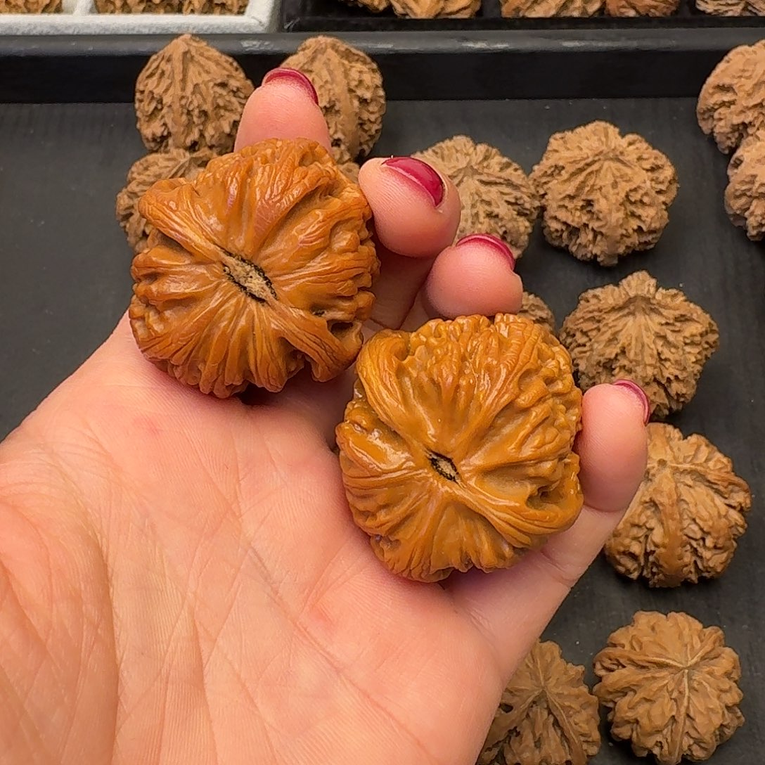 核桃突突突突的一