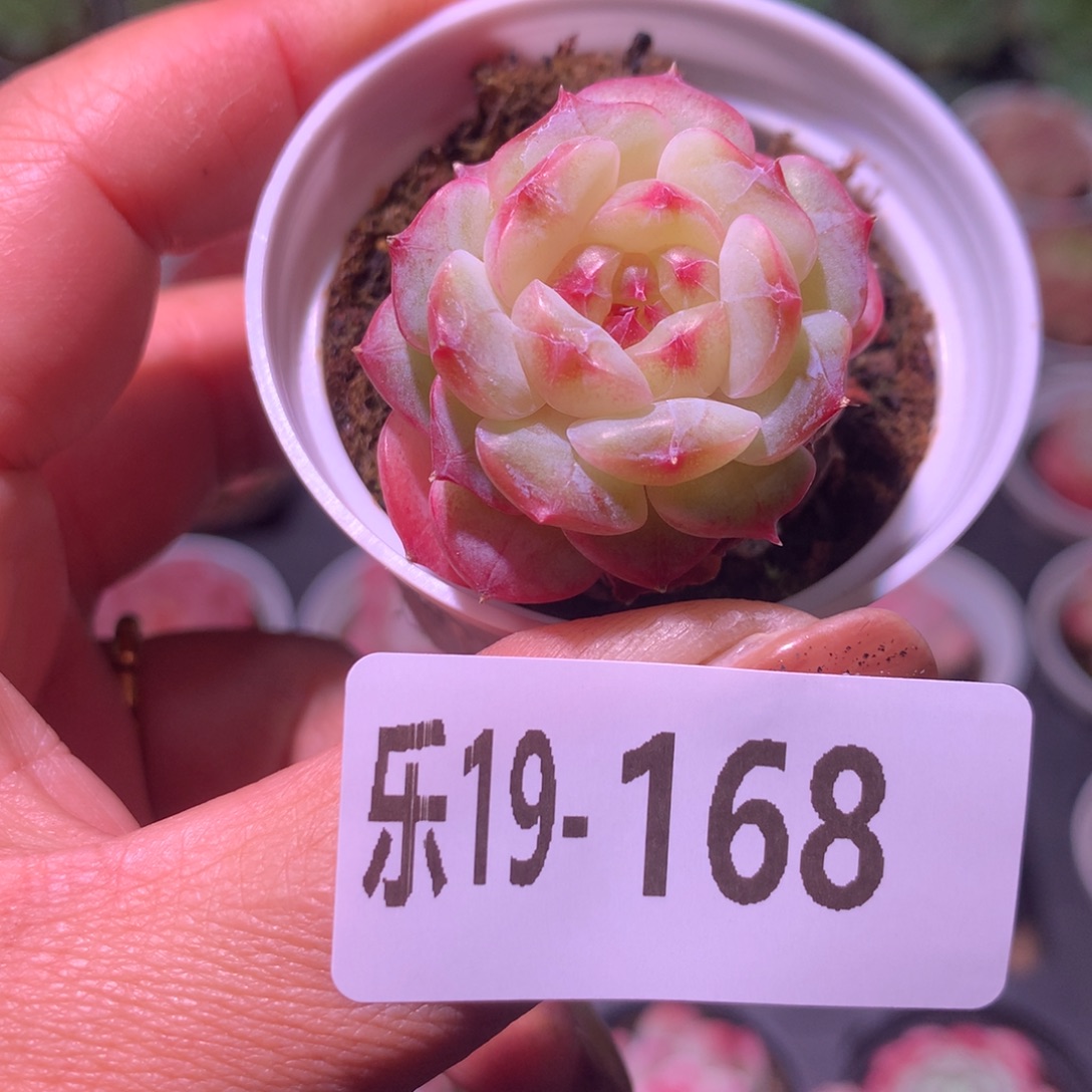 乐然19-168 柔情 