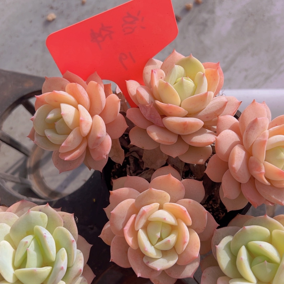 香玉的故事是一个人的