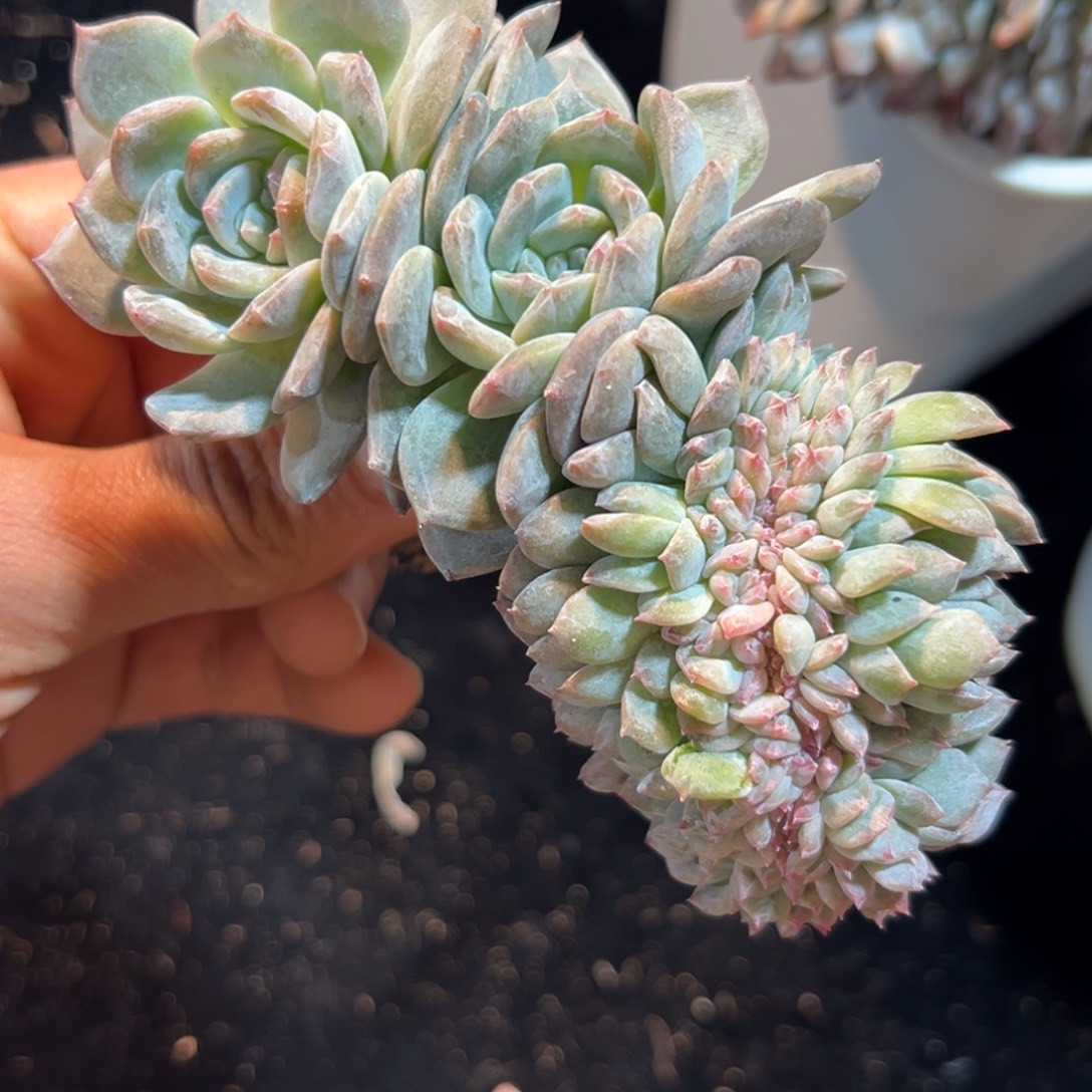  新年快乐新年快乐