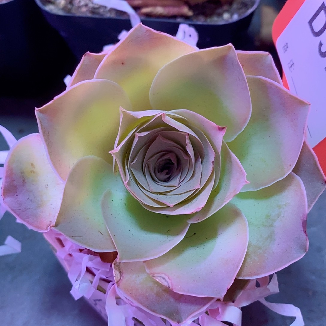 黄金帕尔玛一物一拍375