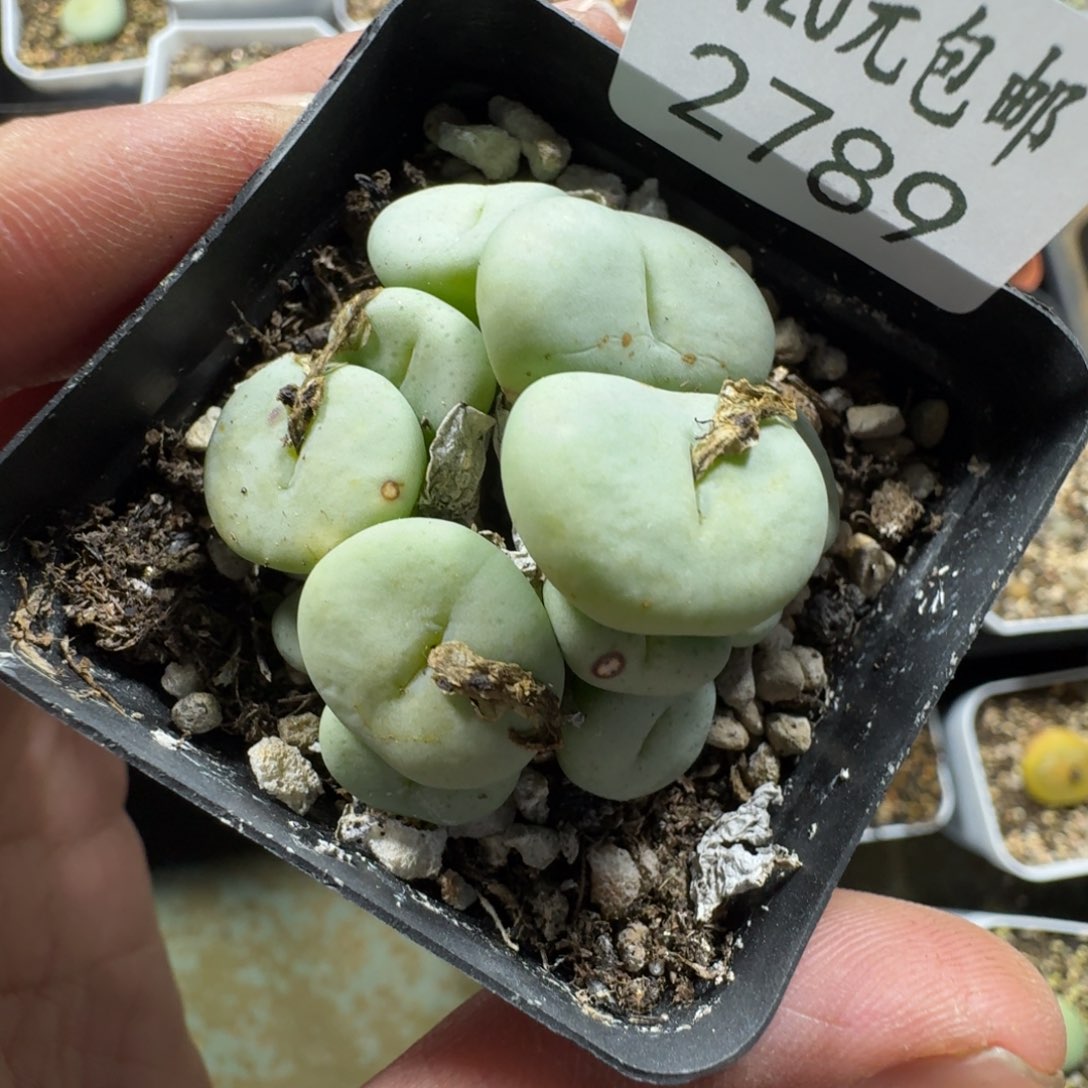 2789 嘟嘟嘴紫花饼